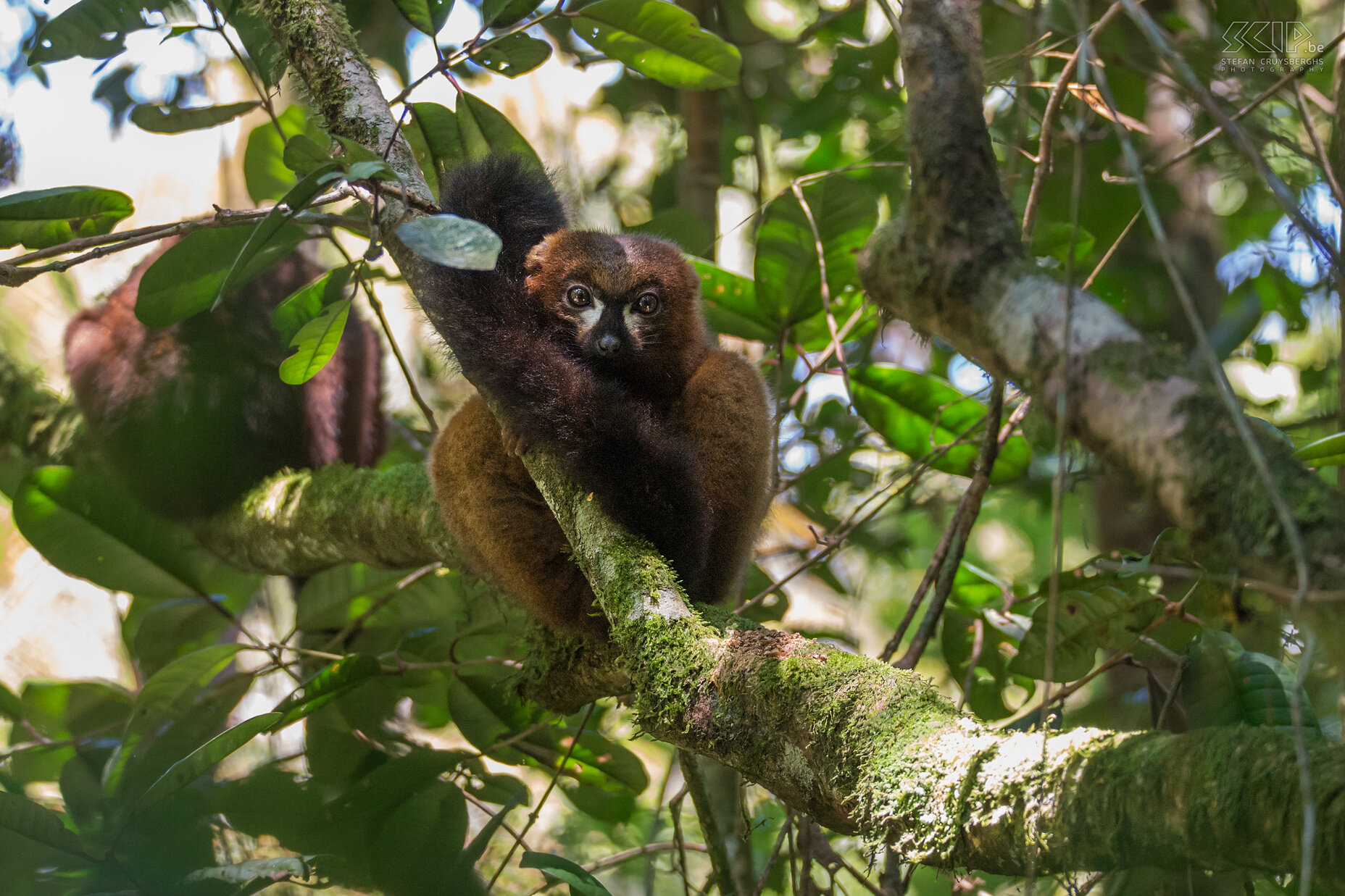 Ranomafana - Roodbuikmaki Vrouwelijke roodbuikmaki's (Eulemur rubriventer) in Ranomafana. De roodbuikmaki is een middelgrote maki met kastanjebruine vacht. Stefan Cruysberghs